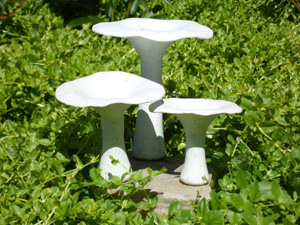 svampe1